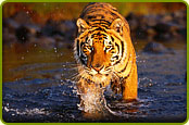 ranthambore