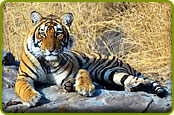 ranthambore park